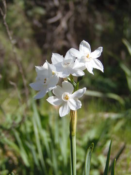 Image of cream narcissus