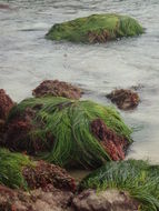 Image of Torrey's surfgrass
