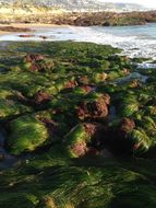 Image of Torrey's surfgrass