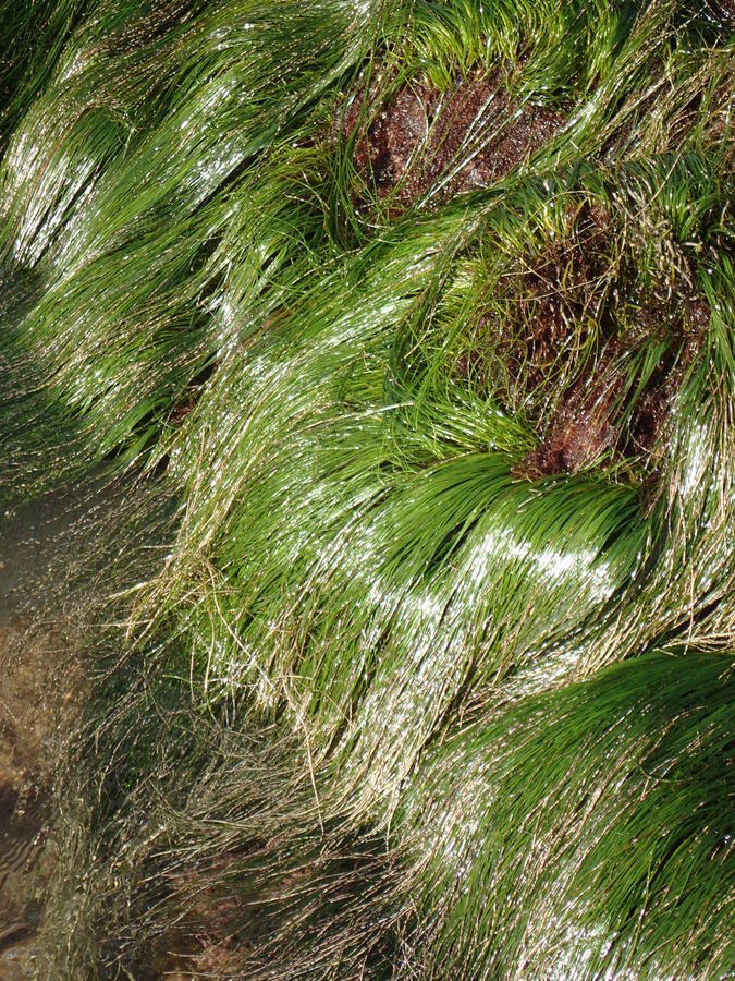 Image of Torrey's surfgrass