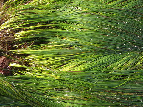 Image of Torrey's surfgrass