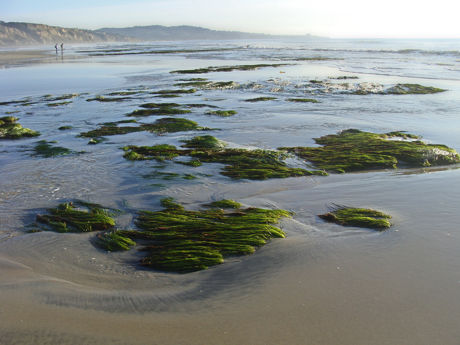 Image of Torrey's surfgrass