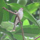 Image of Asian Brown Flycatcher