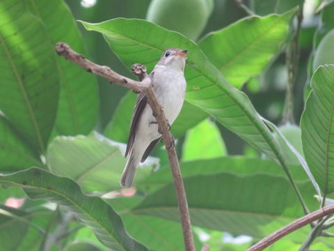 صورة Muscicapa dauurica Pallas 1811