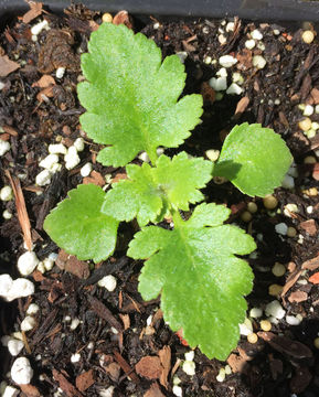 Image of Calceolaria mexicana Benth.