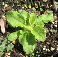 Image of Campanula primulifolia Brot.