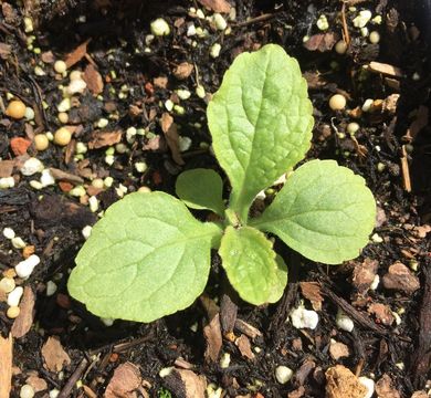 Imagem de Digitalis purpurea L.