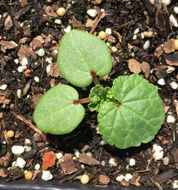 Image of common mallow