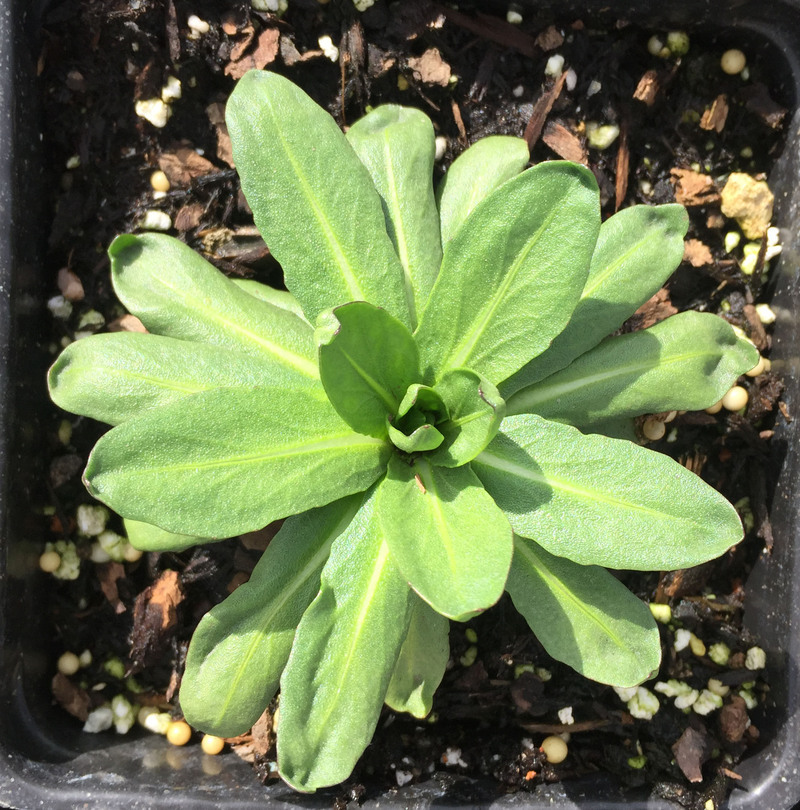 Image of Bigelow's sneezeweed