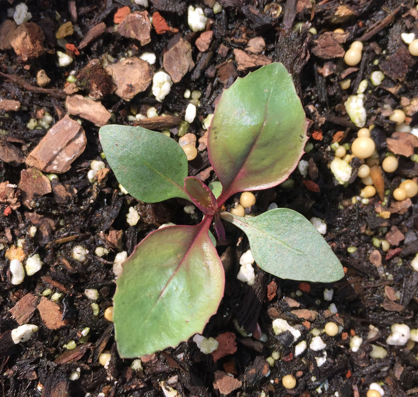 Image of Palmer's penstemon