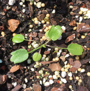 Image de Ranunculus californicus Benth.