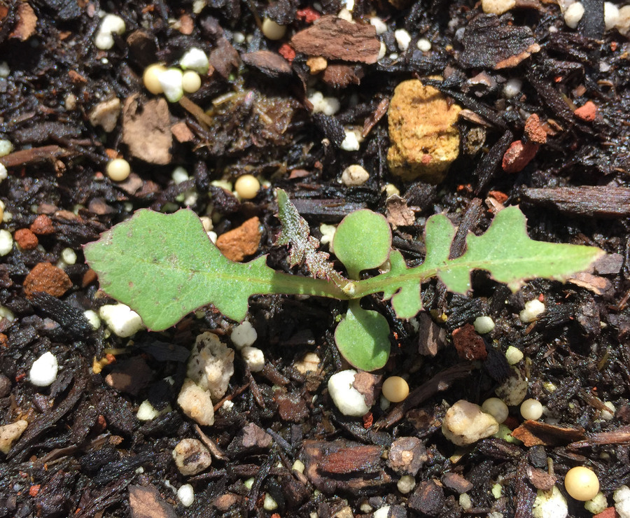 Imagem de Sonchus palmensis (Sch. Bip.) Boulos