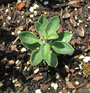 Imagem de Solanum umbelliferum Eschsch.