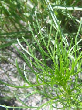 Plancia ëd Dicranocarpus parviflorus A. Gray