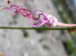 Image of gypsum ringstem