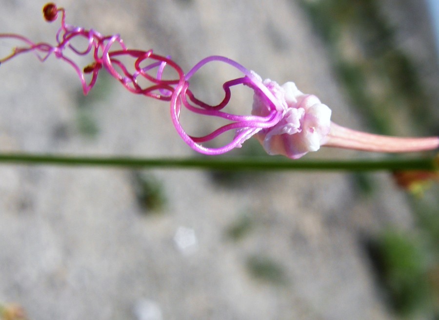 Imagem de Anulocaulis leiosolenus var. gypsogenus (Waterf.) R. Spellenberg & T. Wootten