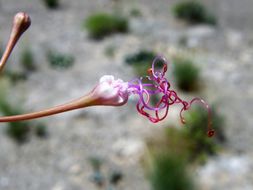 Image of gypsum ringstem