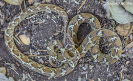 Image of Common Cat Snake