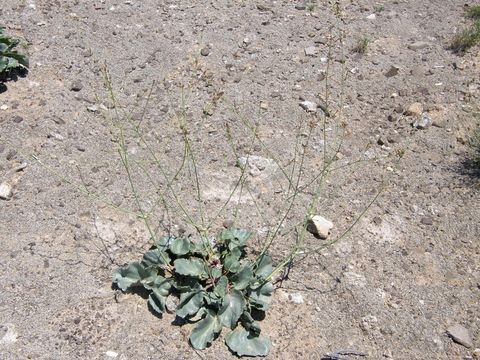 Image of gypsum ringstem