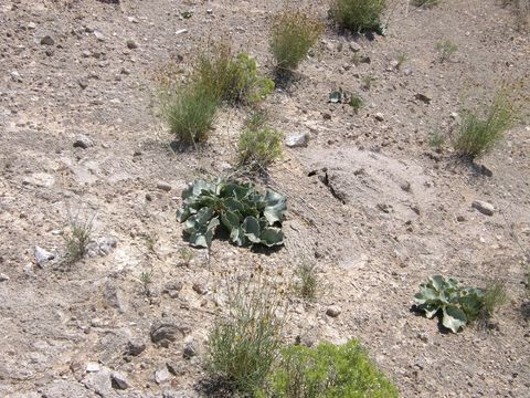 Imagem de Anulocaulis leiosolenus var. gypsogenus (Waterf.) R. Spellenberg & T. Wootten