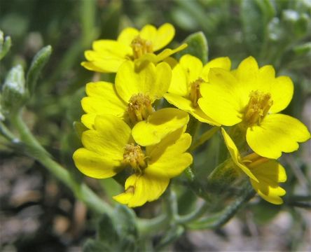 Image of woolly paperflower