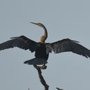 Plancia ëd Anhinga melanogaster Pennant 1769