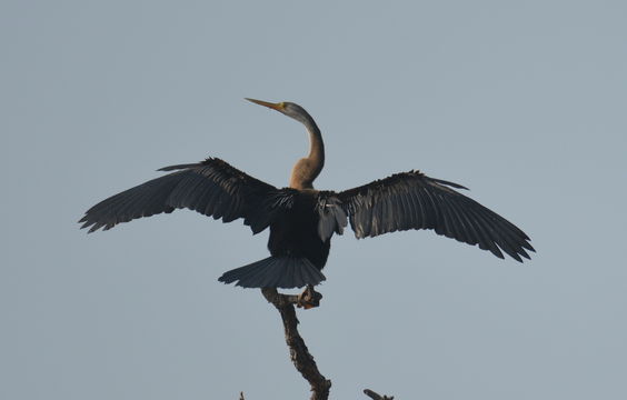 Plancia ëd Anhinga melanogaster Pennant 1769