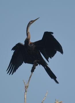 Image of Oriental Darter