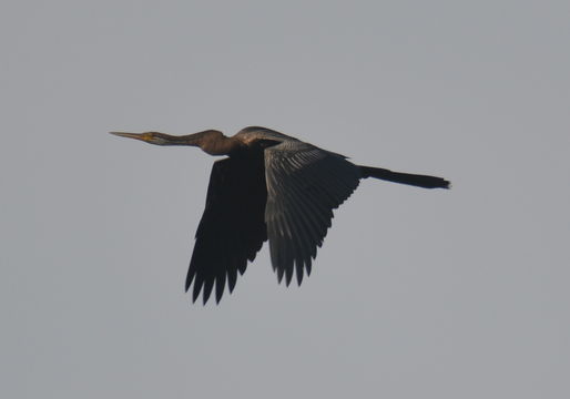 Image of Oriental Darter