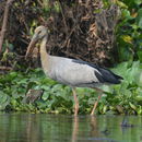 Image of Openbill stork