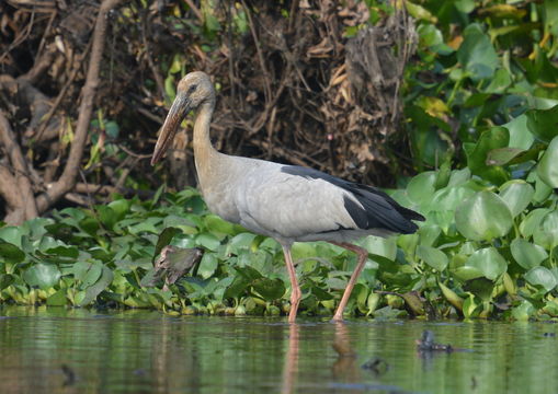 Image of Asian Open-bill Stork