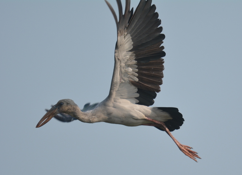 Image of Asian Open-bill Stork
