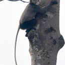 Image of Black-shanked Douc Langur