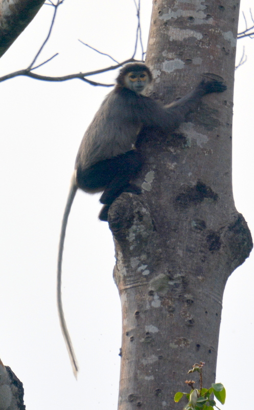 Image of Black-shanked Douc Langur