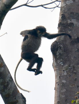 Image of Black-shanked Douc Langur