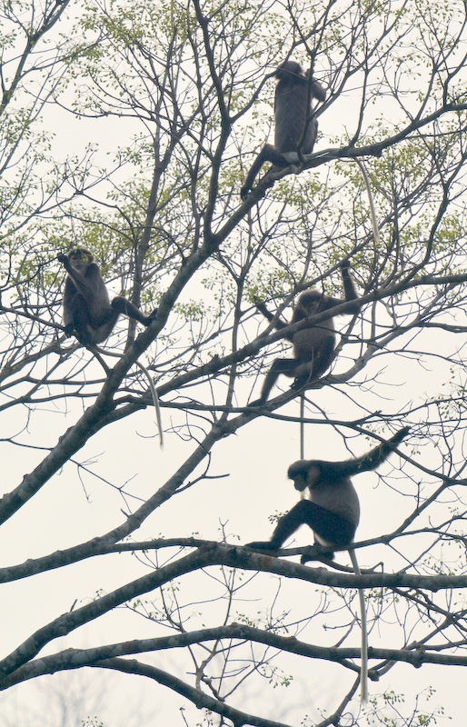 Image of Black-shanked Douc Langur