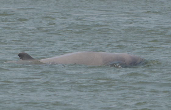 Image of Irrawaddy Dolphin