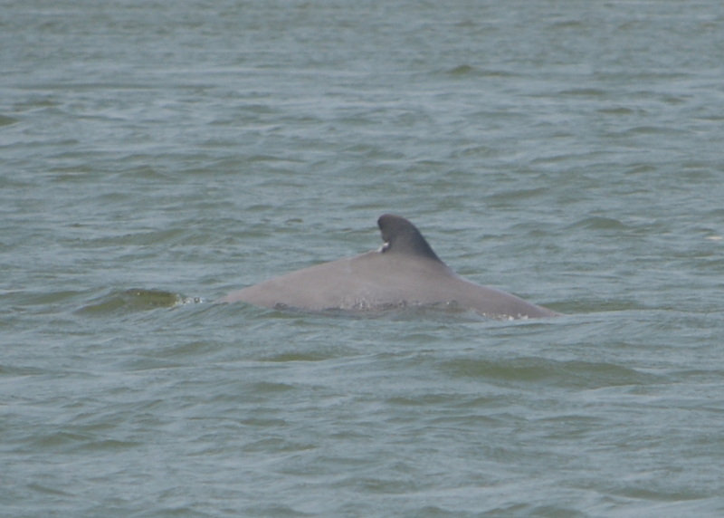 Image of Irrawaddy Dolphin