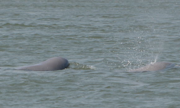 Image of Irrawaddy Dolphin