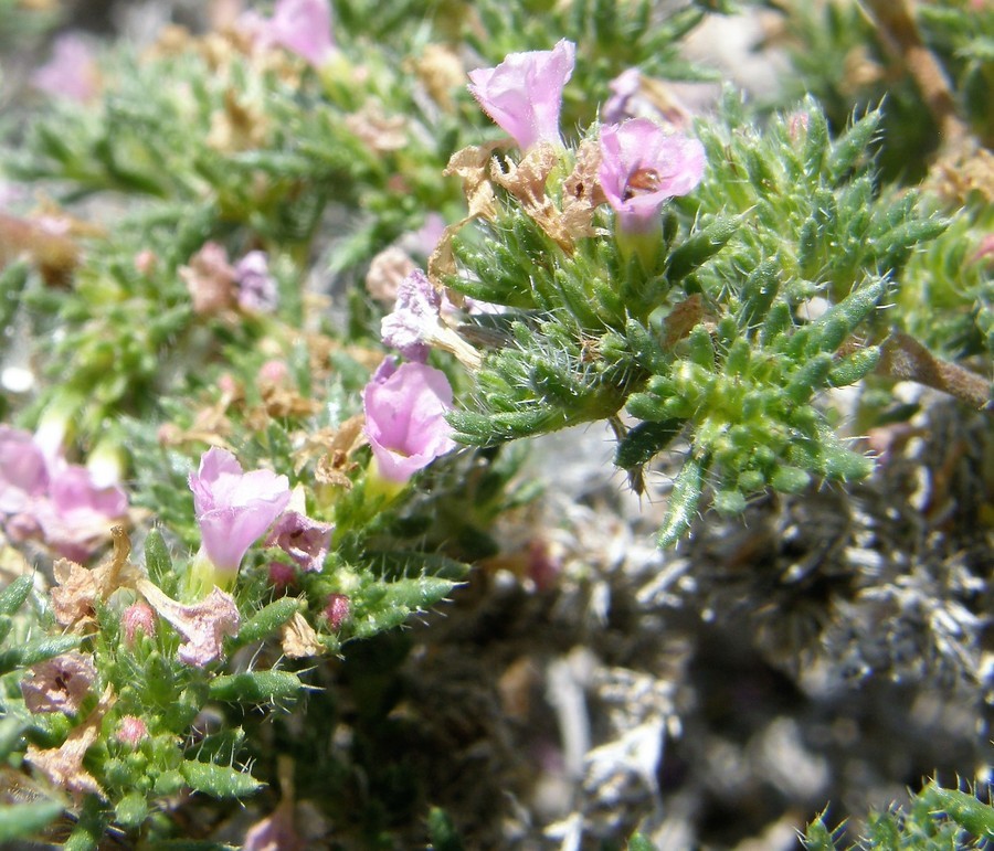 Image of hairy crinklemat