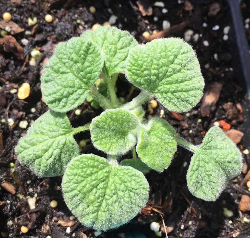 Image of horehound