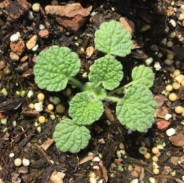 Image of horehound