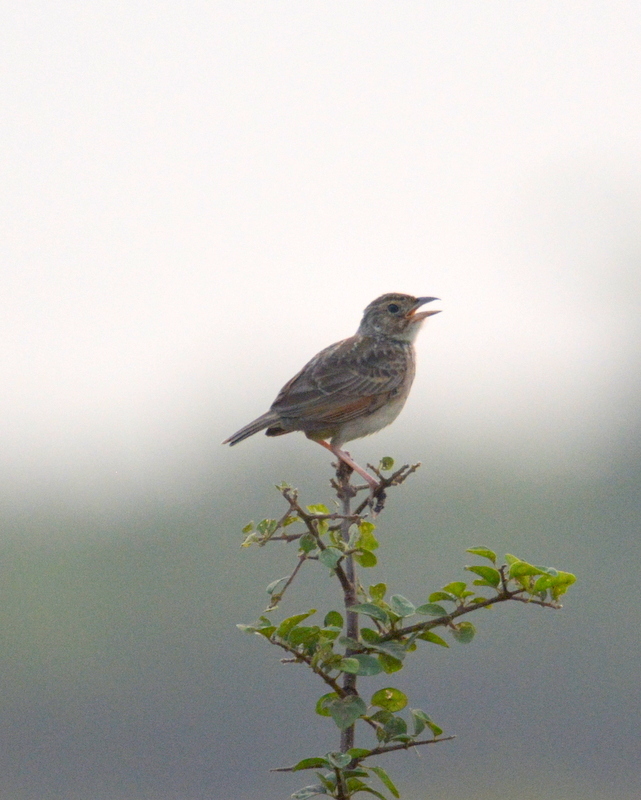 Image of Australasian Lark