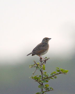 Image of Australasian Lark