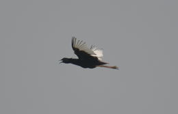 Image of Bengal Bustard