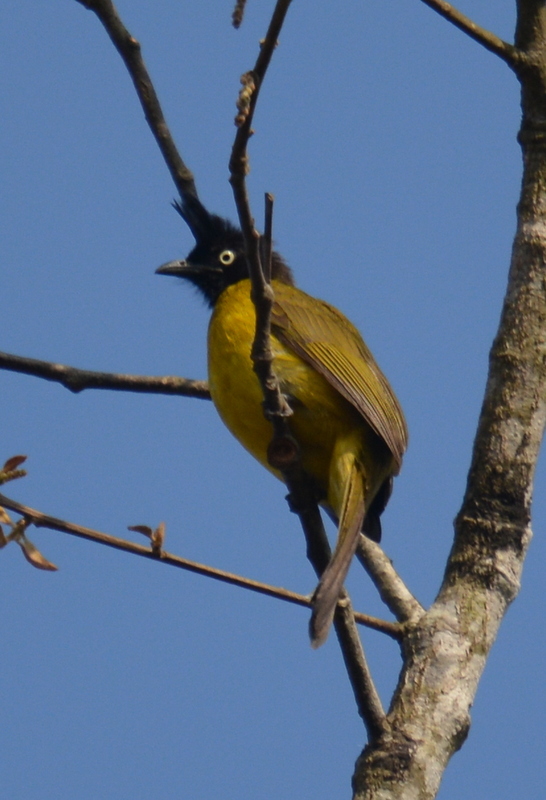 Image of <i>Pycnonotus melanicterus</i>