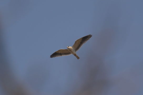 Image of Black-shouldered Kite