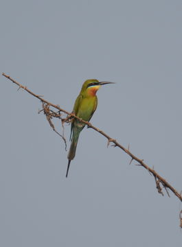 Image of Blue-tailed Bee-eater