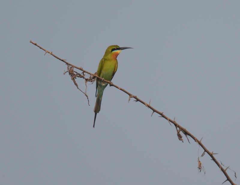 Image of Blue-tailed Bee-eater