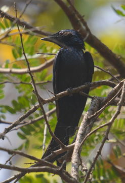 Image of Bronzed Drongo